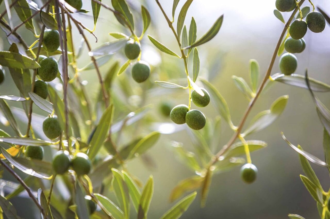 Zeytin Hakkında Bilinmesi Gereken 8 
